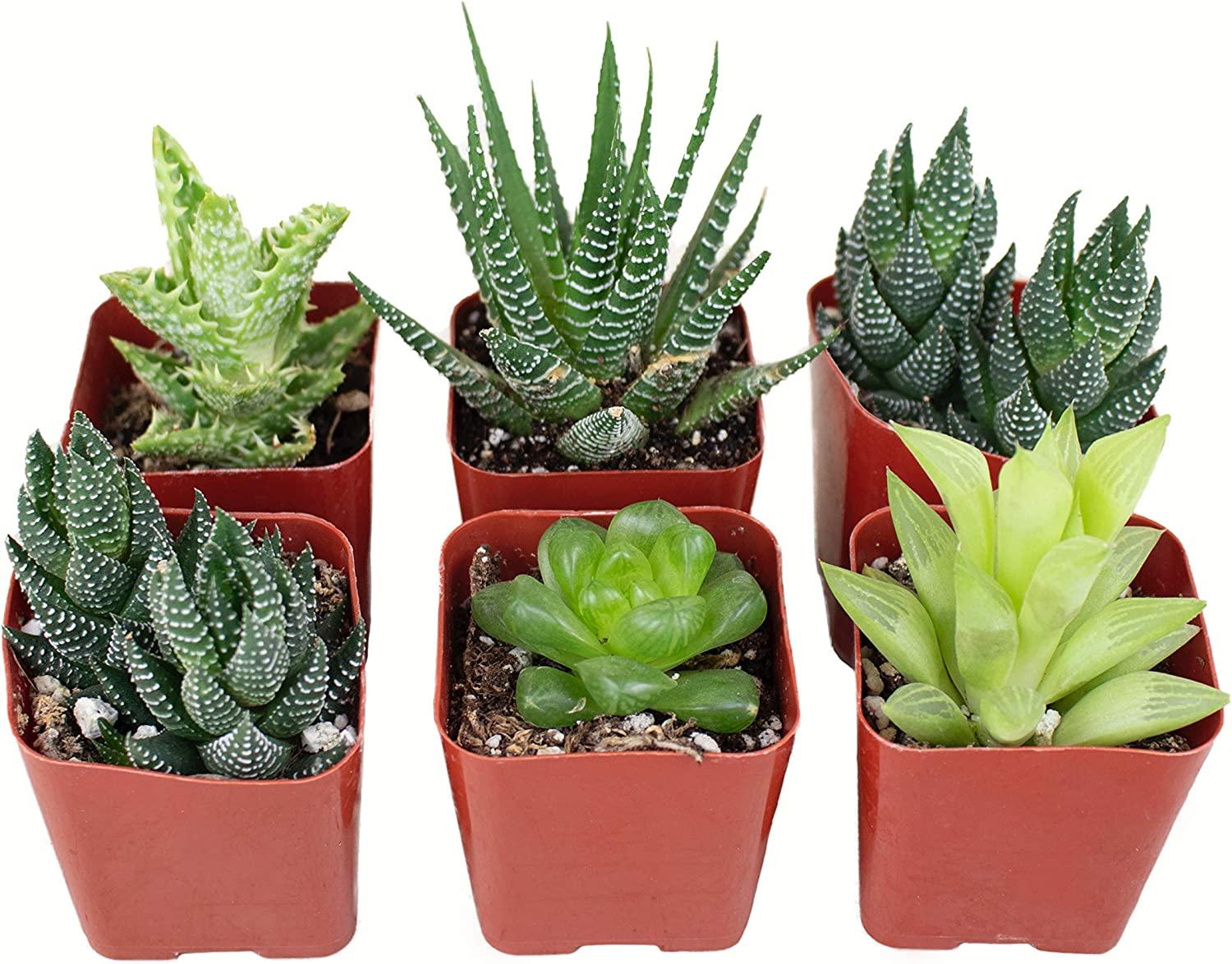 Aloe Assorted - View 6 from www redcrocus com