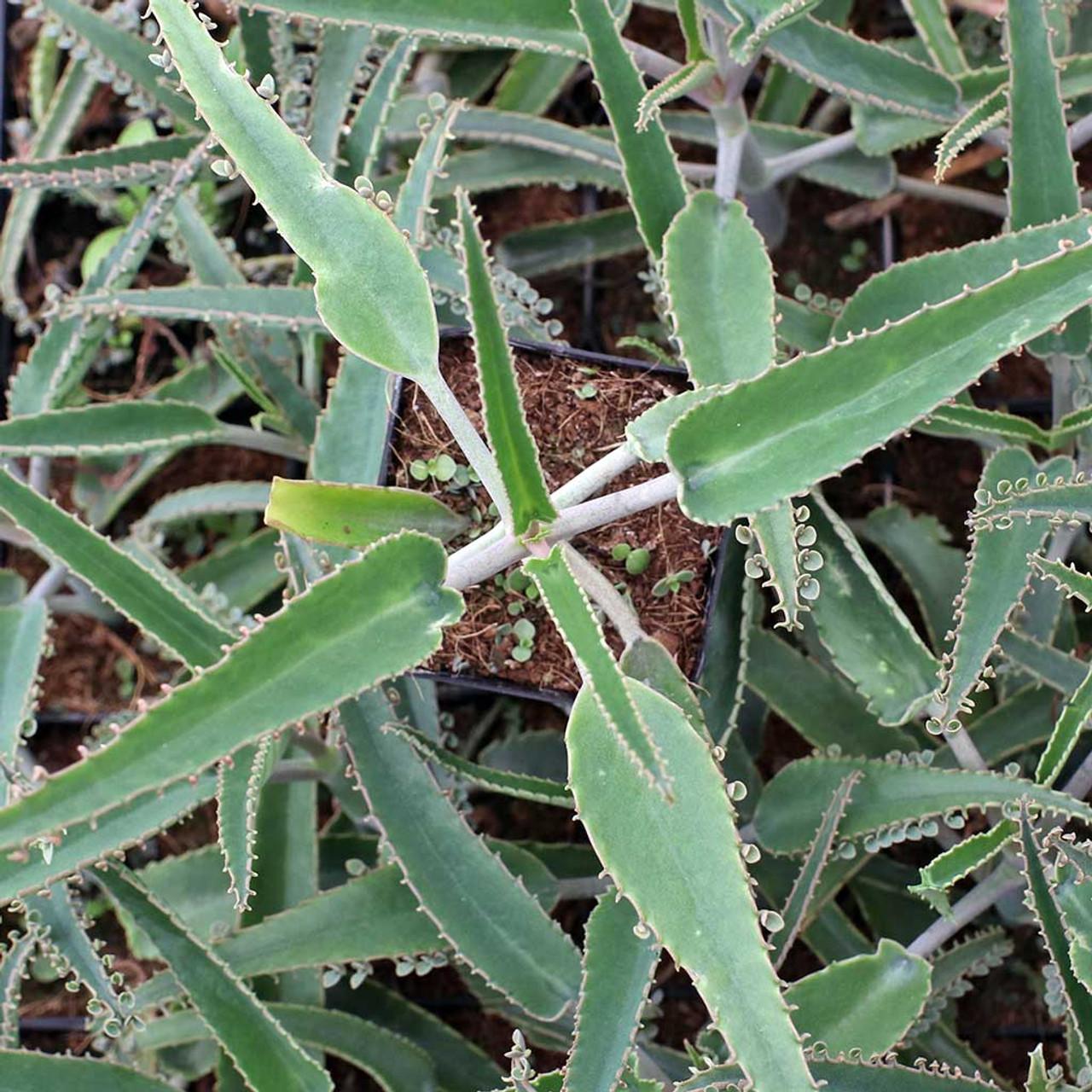 Kalanchoe Daigremontiana - View 10 from www redcrocus com