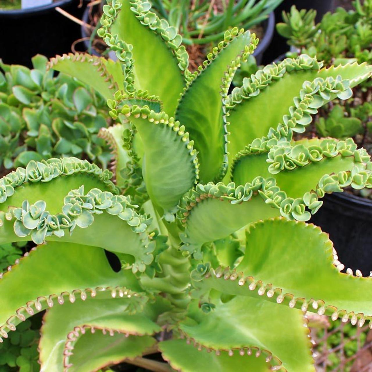 Kalanchoe Daigremontiana - View 11 from www redcrocus com