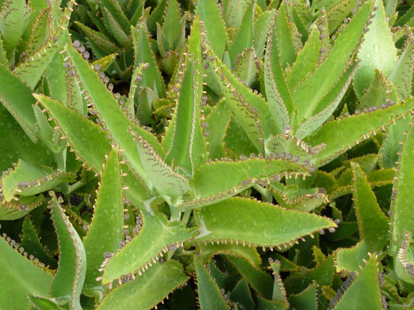 Kalanchoe Daigremontiana - View 14 from www redcrocus com