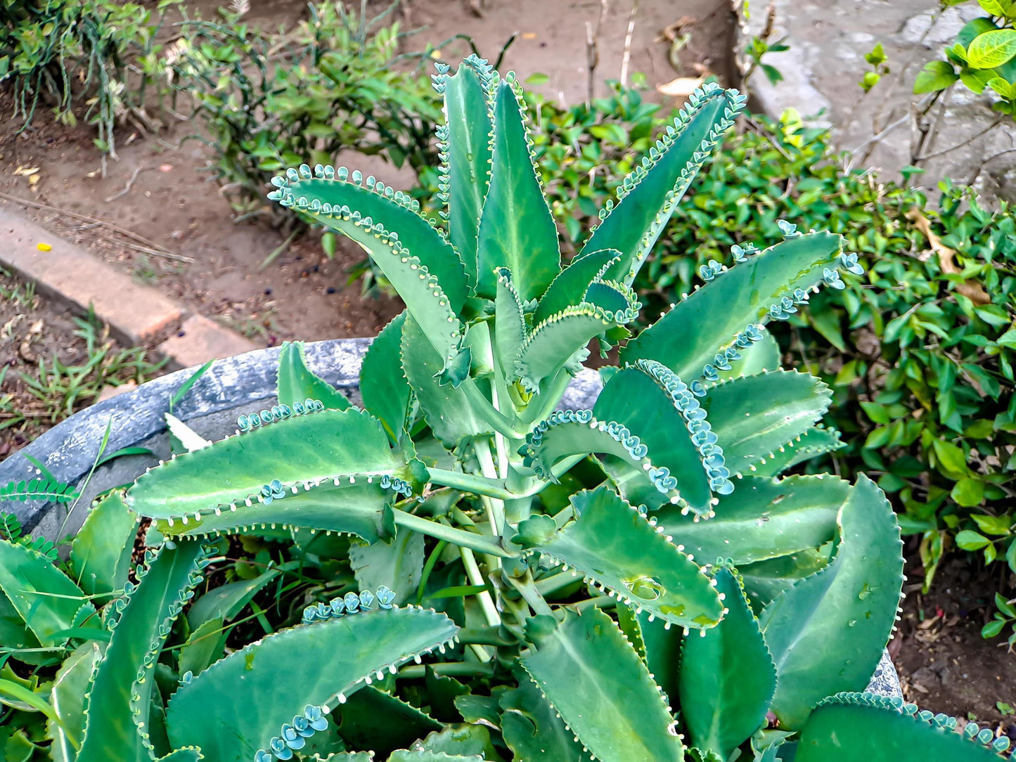 Kalanchoe Daigremontiana - View 15 from www redcrocus com