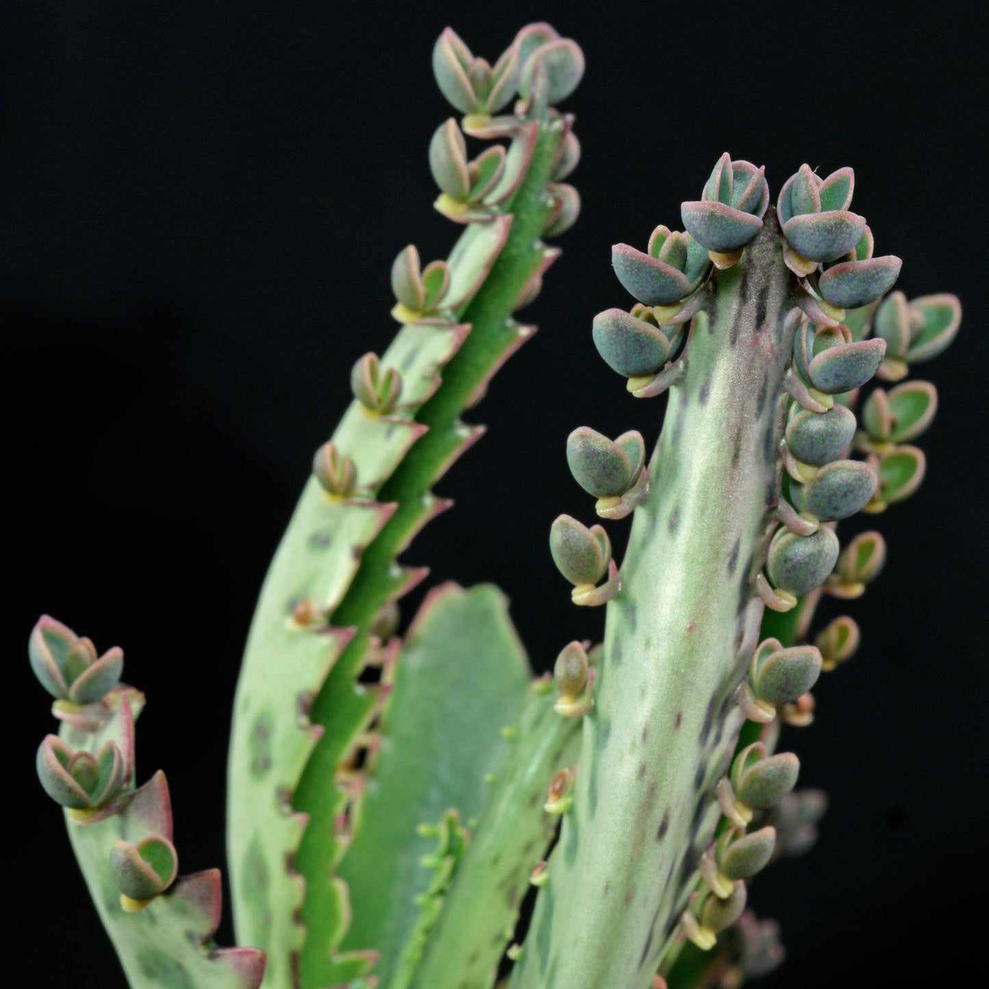 Kalanchoe Daigremontiana - View 16 from www redcrocus com