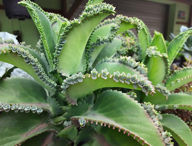 Kalanchoe Daigremontiana - View 17 from www redcrocus com