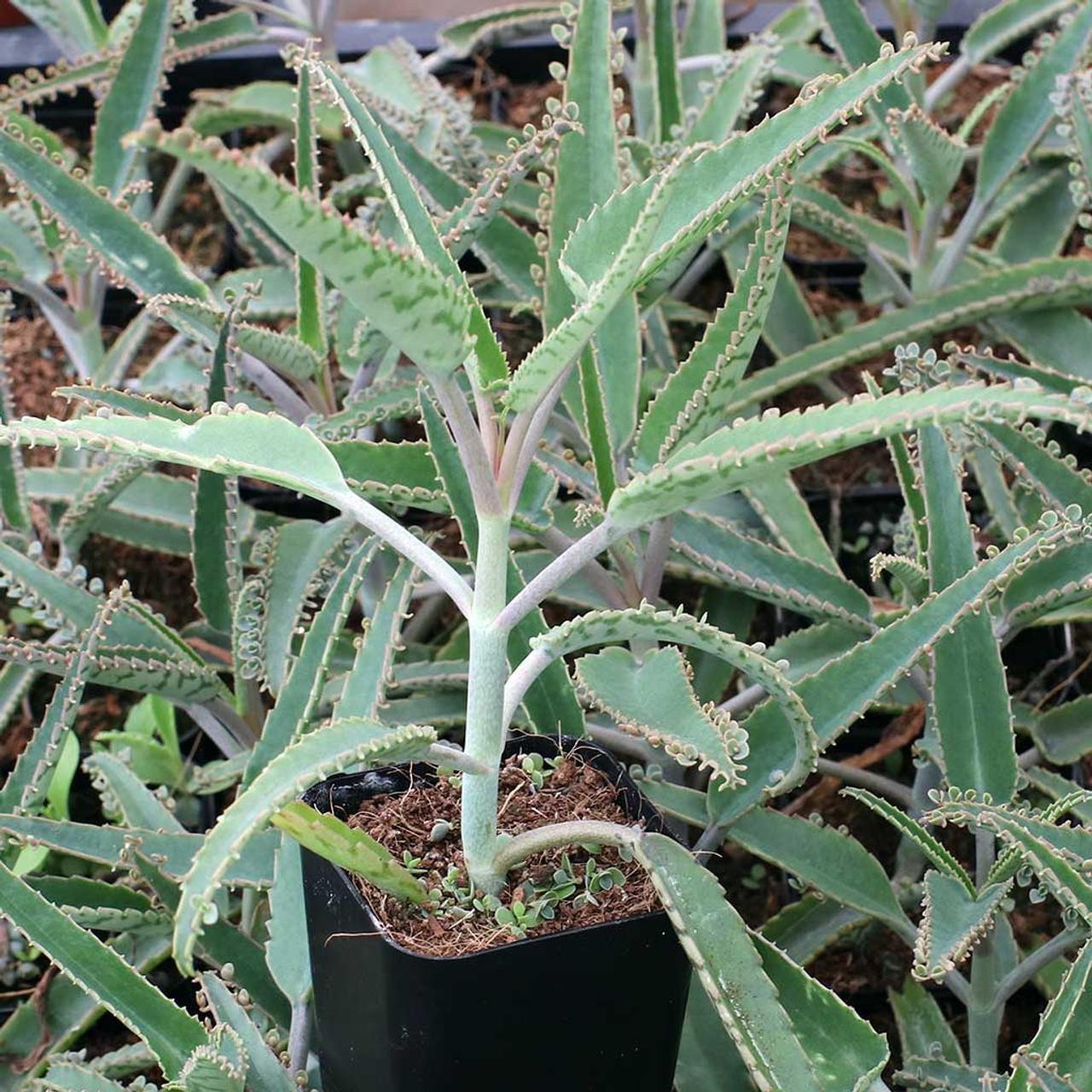 Kalanchoe Daigremontiana - View 19 from www redcrocus com