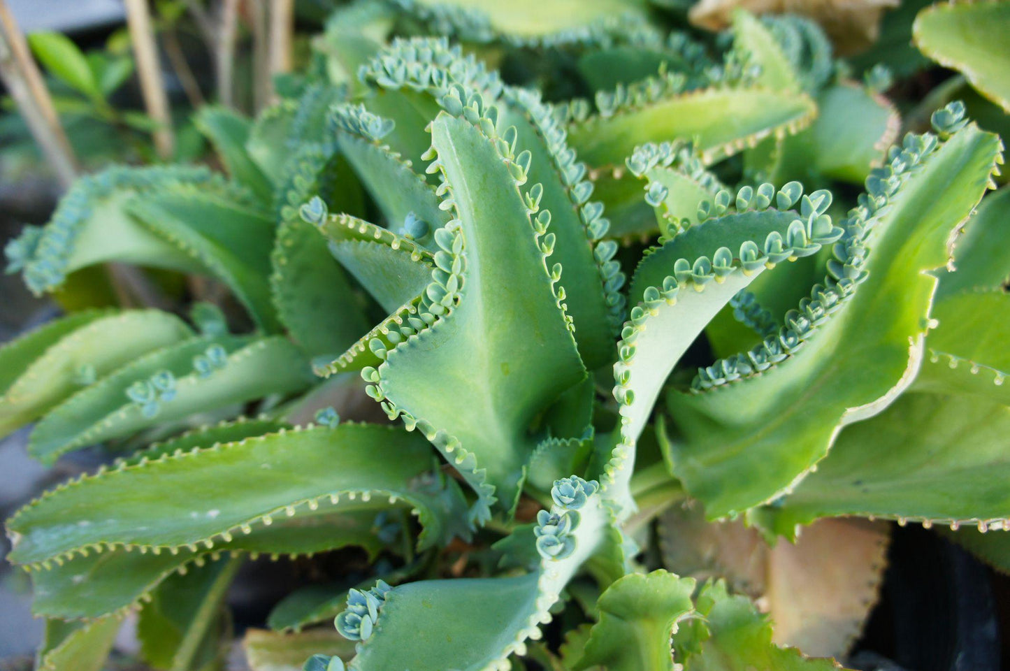 Kalanchoe Daigremontiana - View 1 from www redcrocus com