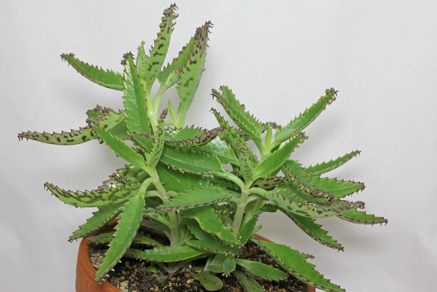 Kalanchoe Daigremontiana - View 2 from www redcrocus com