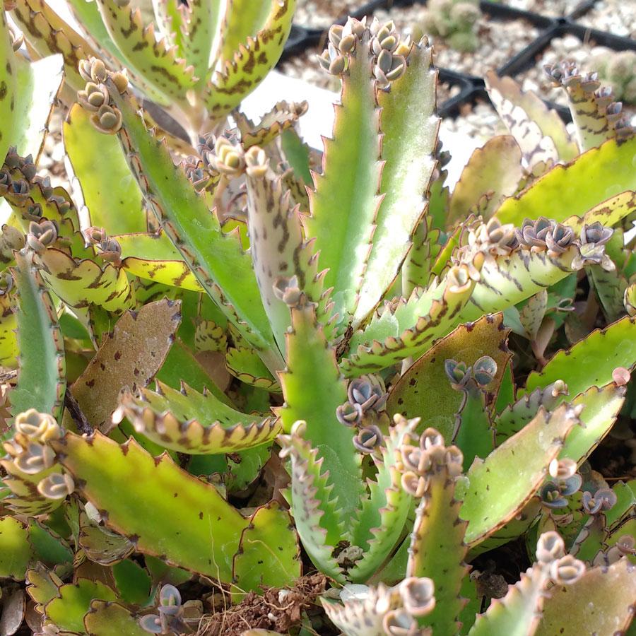 Kalanchoe Daigremontiana - View 3 from www redcrocus com