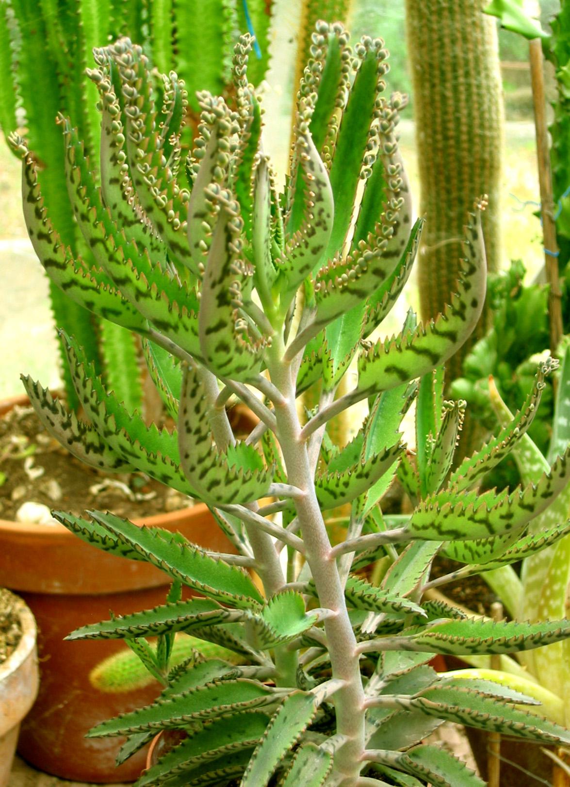 Kalanchoe Daigremontiana - View 4 from www redcrocus com