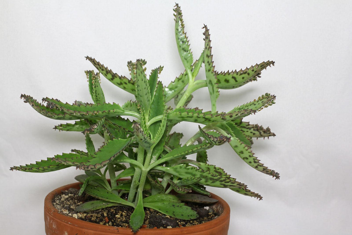 Kalanchoe Daigremontiana - View 5 from www redcrocus com