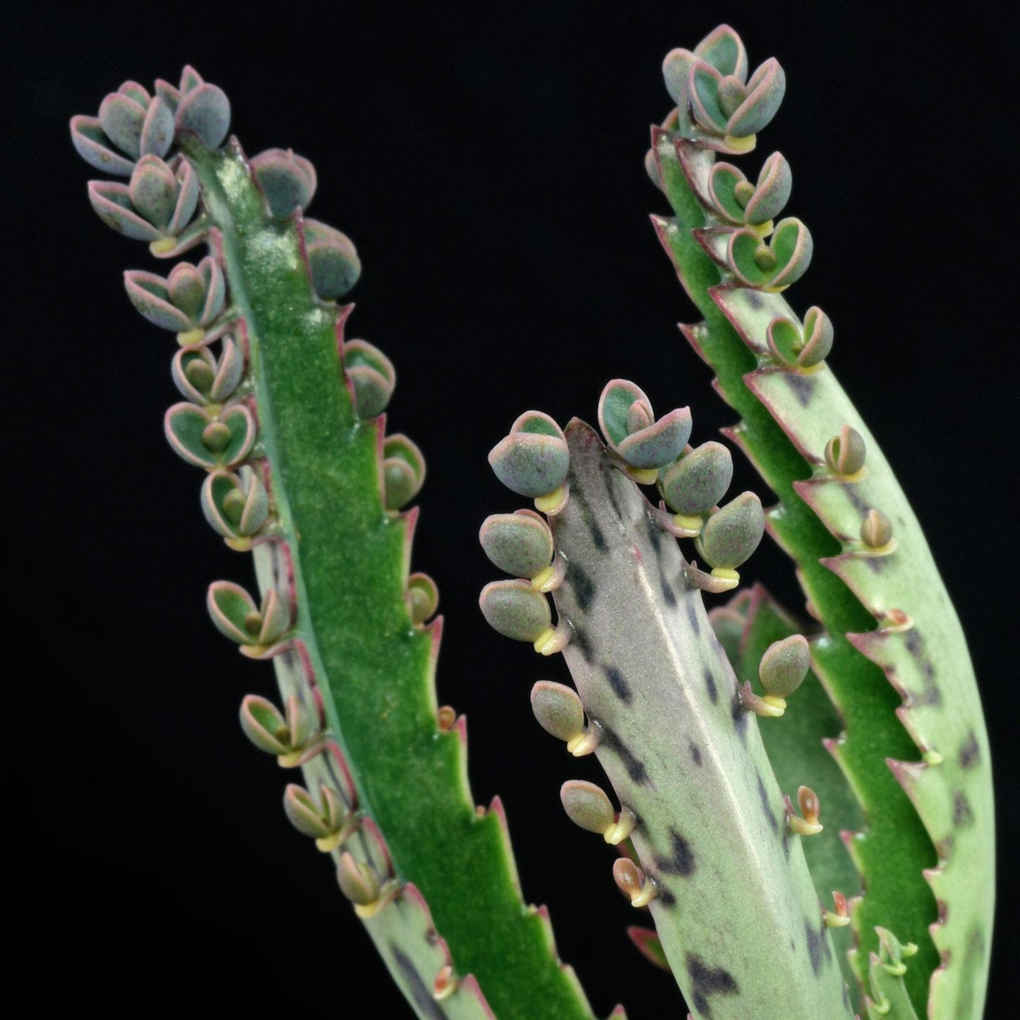 Kalanchoe Daigremontiana - View 6 from www redcrocus com