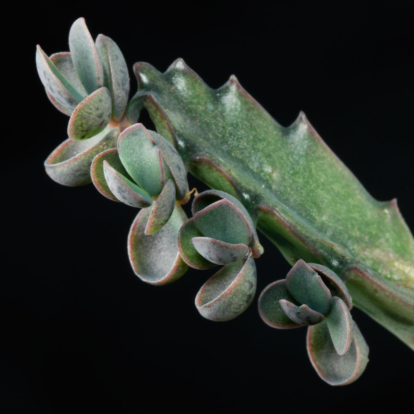 Kalanchoe Daigremontiana - View 7 from www redcrocus com
