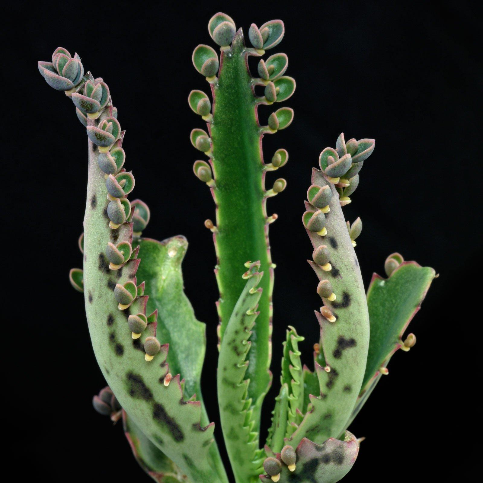 Kalanchoe Daigremontiana - View 9 from www redcrocus com