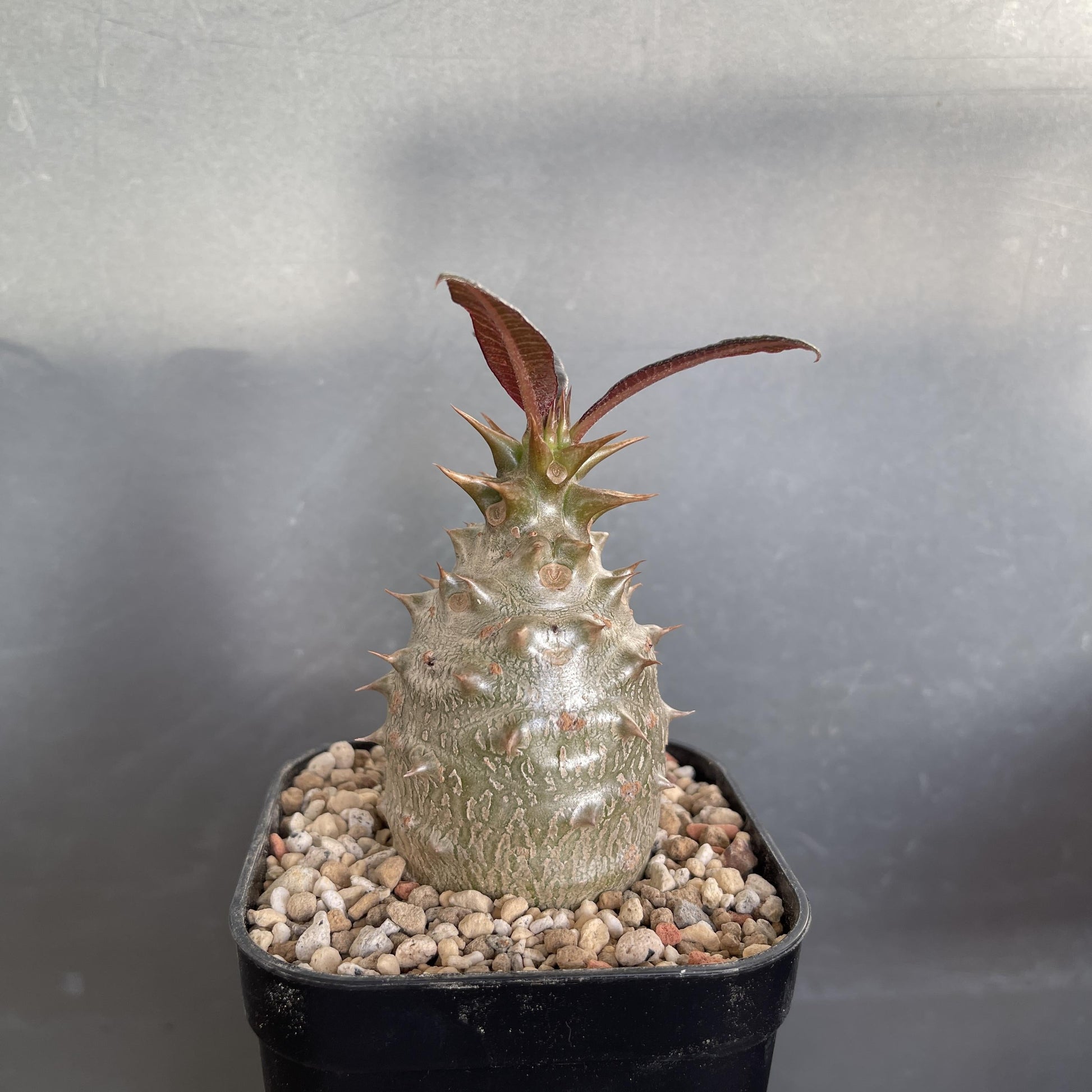 Pachypodium - View 12 from www redcrocus com