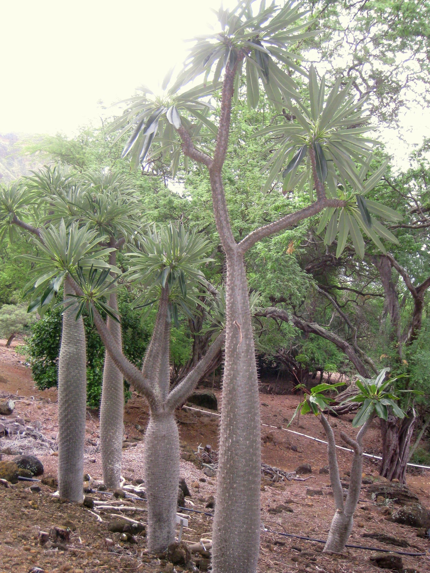 Pachypodium - View 19 from www redcrocus com