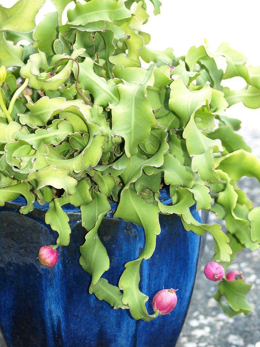 Epiphyllum Monstrosa 16 3906d4d8 4020 4d40 9585 6c4847f83a14 from www redcrocus com