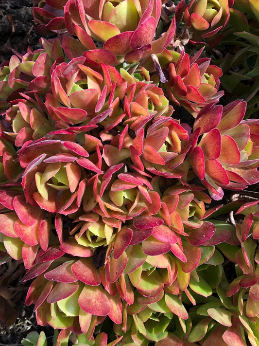 Aeonium Assorted - View 2 from www redcrocus com