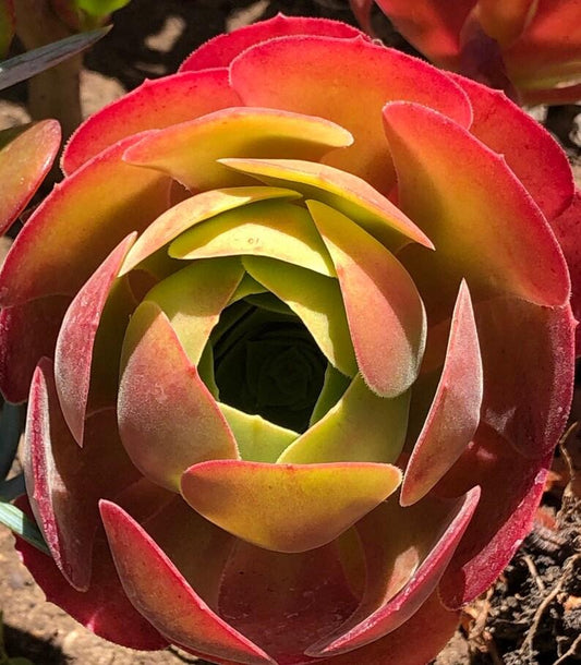 Aeonium Assorted - View 8 from www redcrocus com