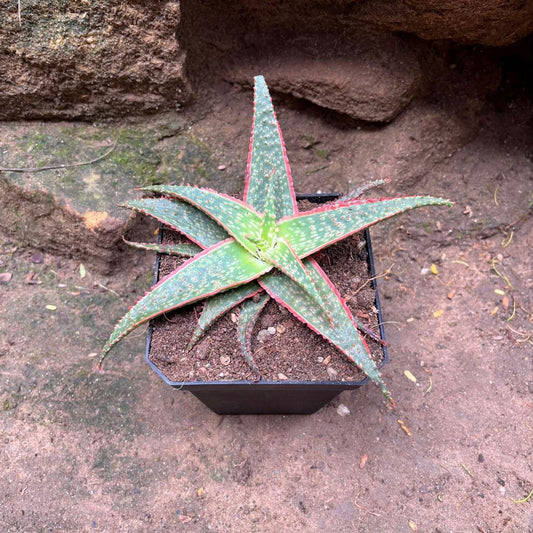 Aloe Christmas Carol - View 10 from www redcrocus com