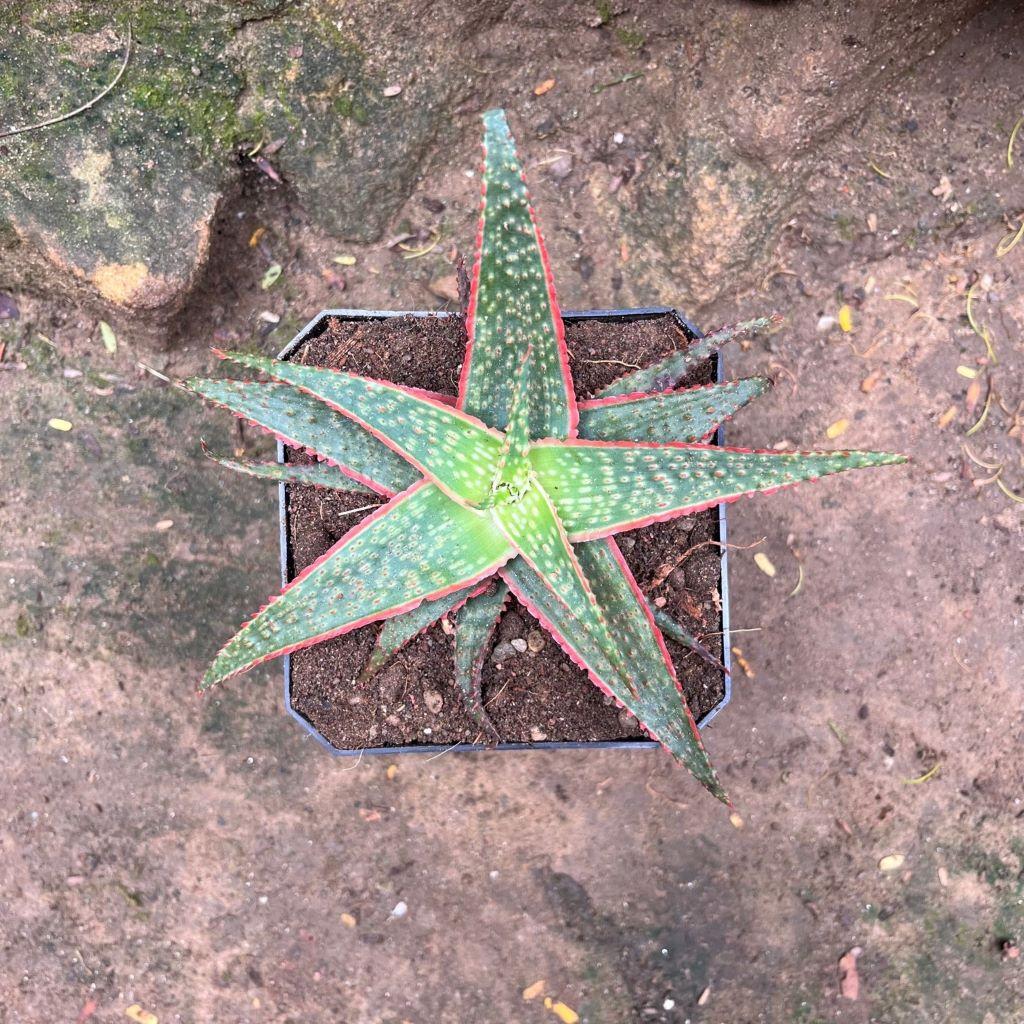 Aloe Christmas Carol - View 14 from www redcrocus com