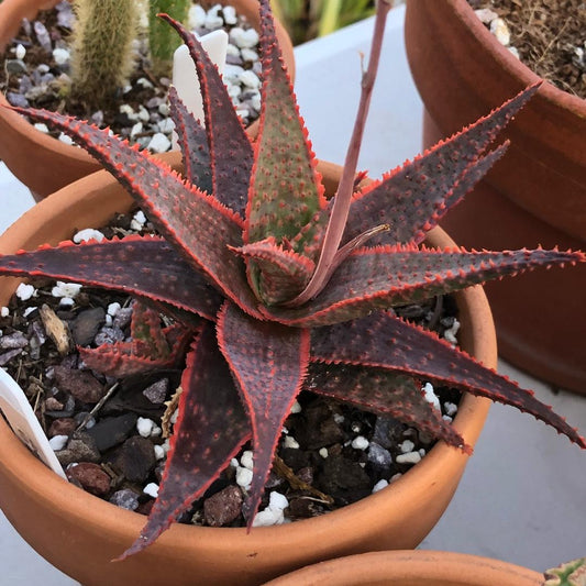 Aloe Christmas Carol - View 1 from www redcrocus com