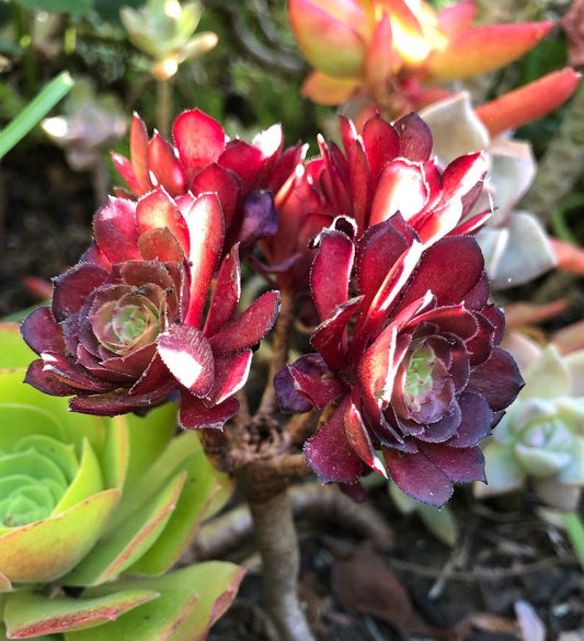 Aeonium Assorted - View 1 from www redcrocus com