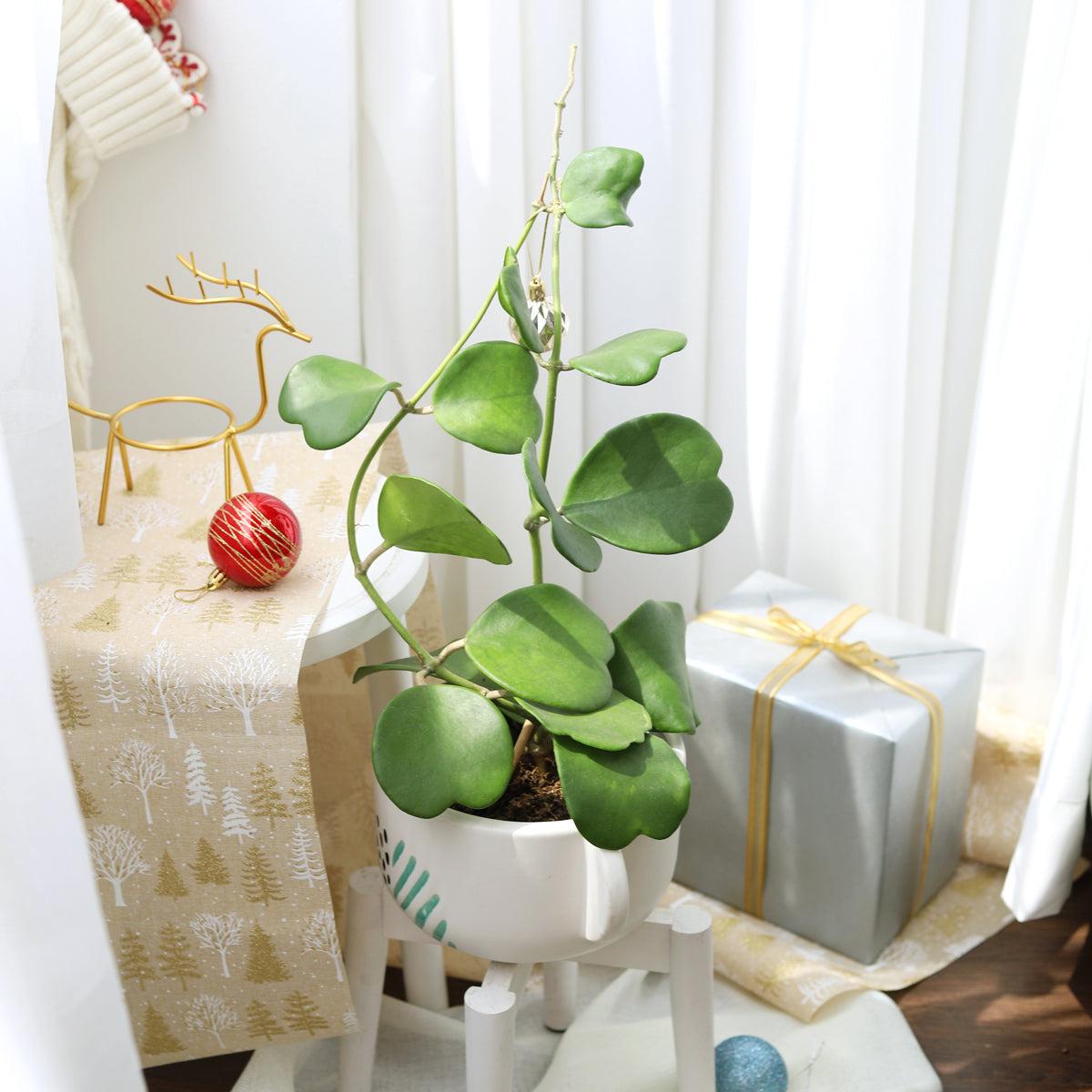Hoya Kerrii - View 11 from www redcrocus com