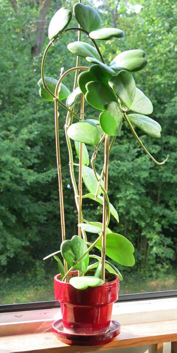 Hoya Kerrii - View 13 from www redcrocus com