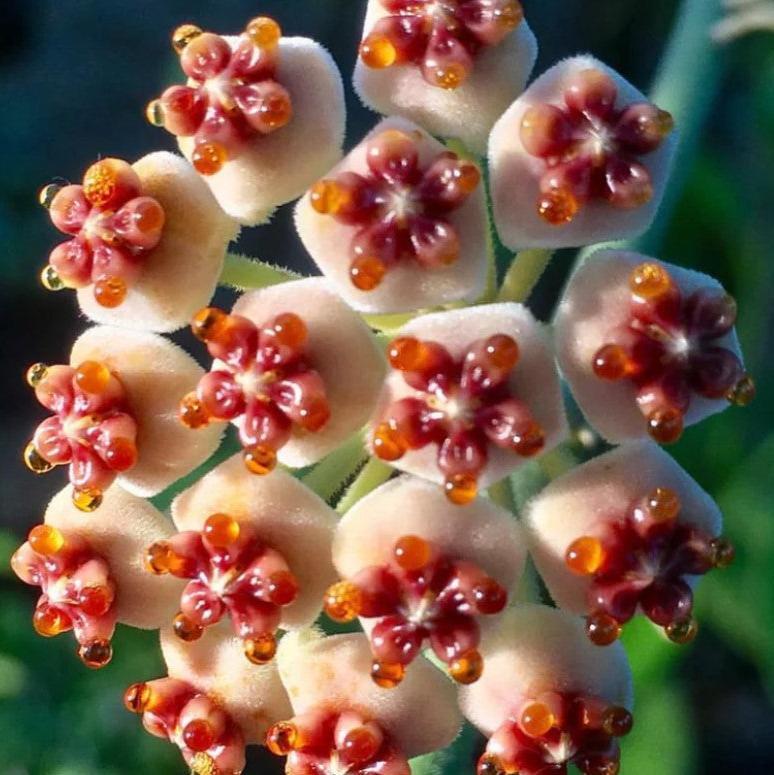 Hoya Kerrii - View 17 from www redcrocus com