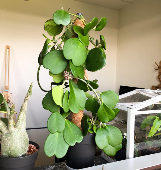 Hoya Kerrii - View 1 from www redcrocus com
