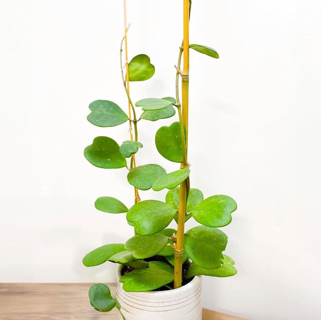 Hoya Kerrii - View 21 from www redcrocus com