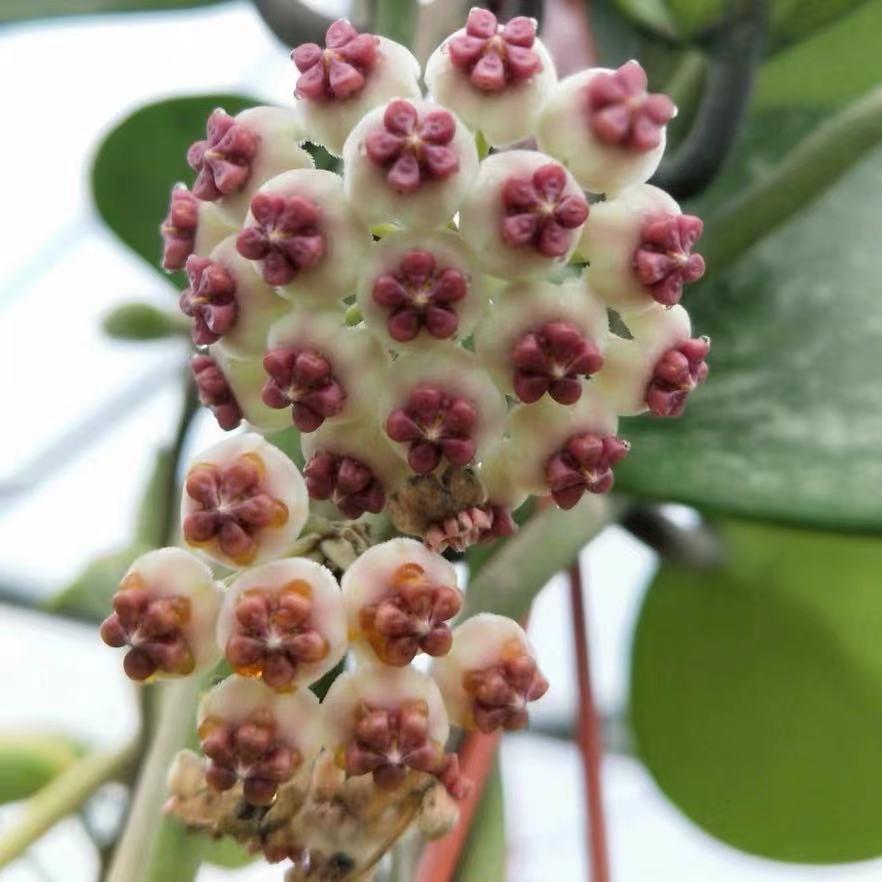 Hoya Kerrii - View 22 from www redcrocus com