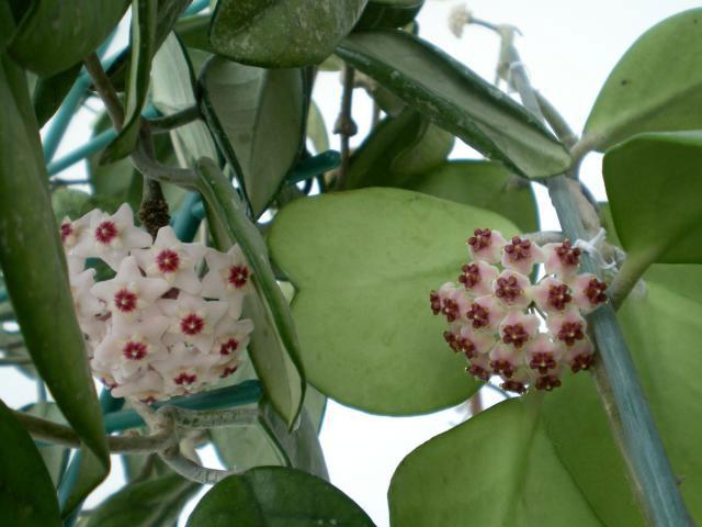 Hoya Kerrii - View 23 from www redcrocus com