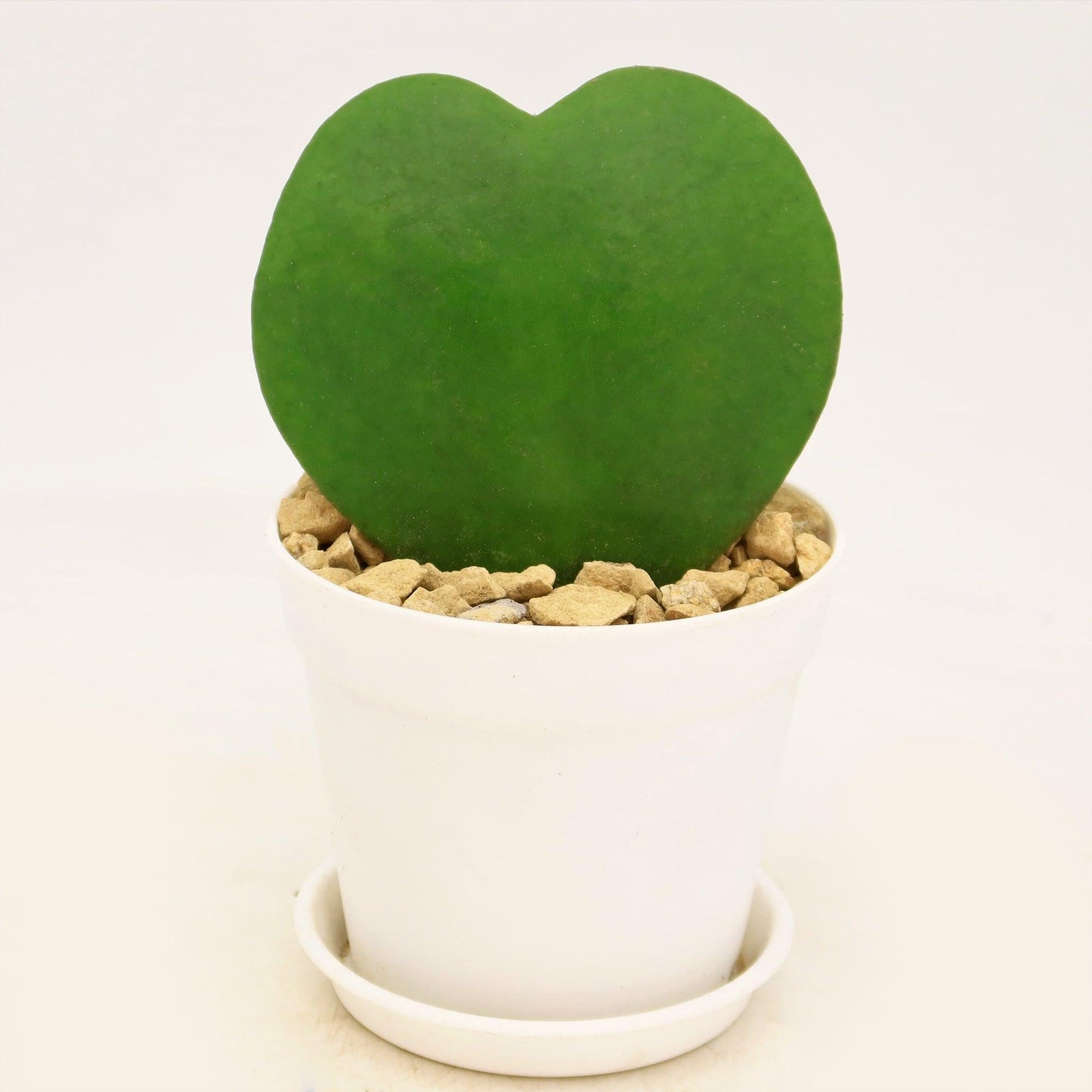 Hoya Kerrii - View 24 from www redcrocus com