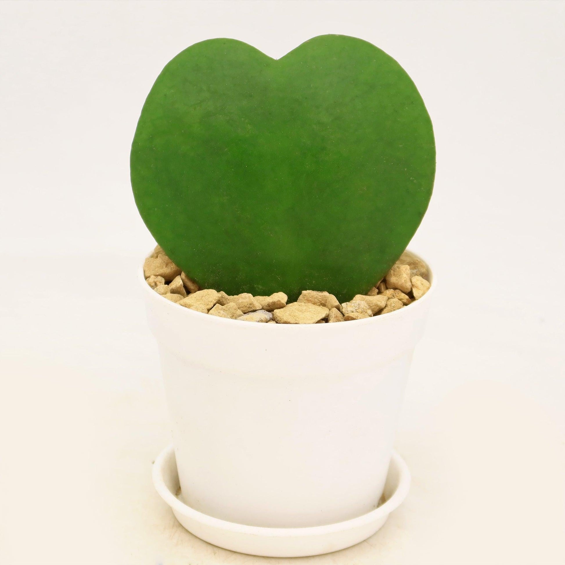 Hoya Kerrii - View 24 from www redcrocus com