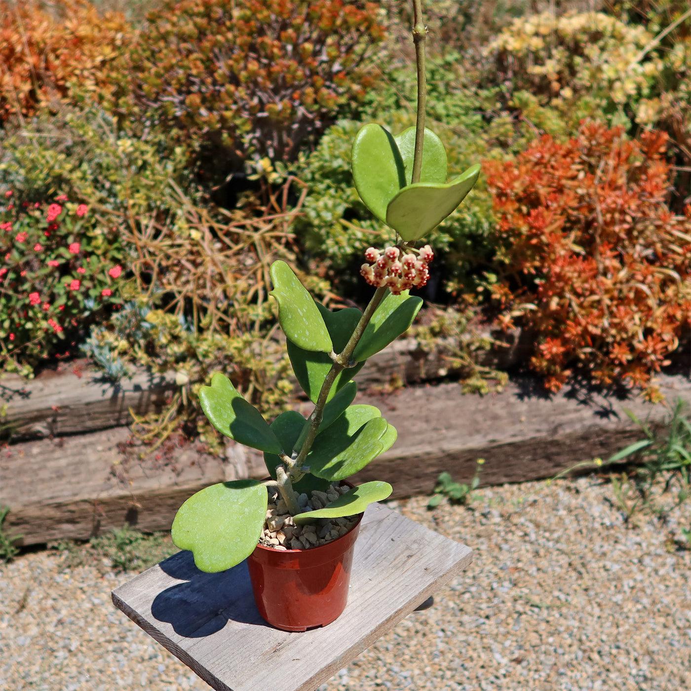 Hoya Kerrii - View 25 from www redcrocus com