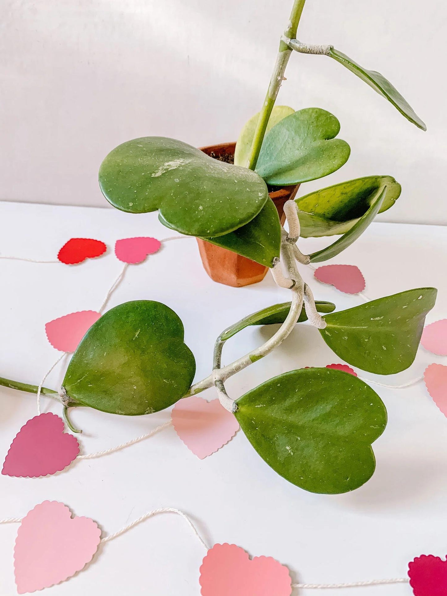 Hoya Kerrii - View 28 from www redcrocus com