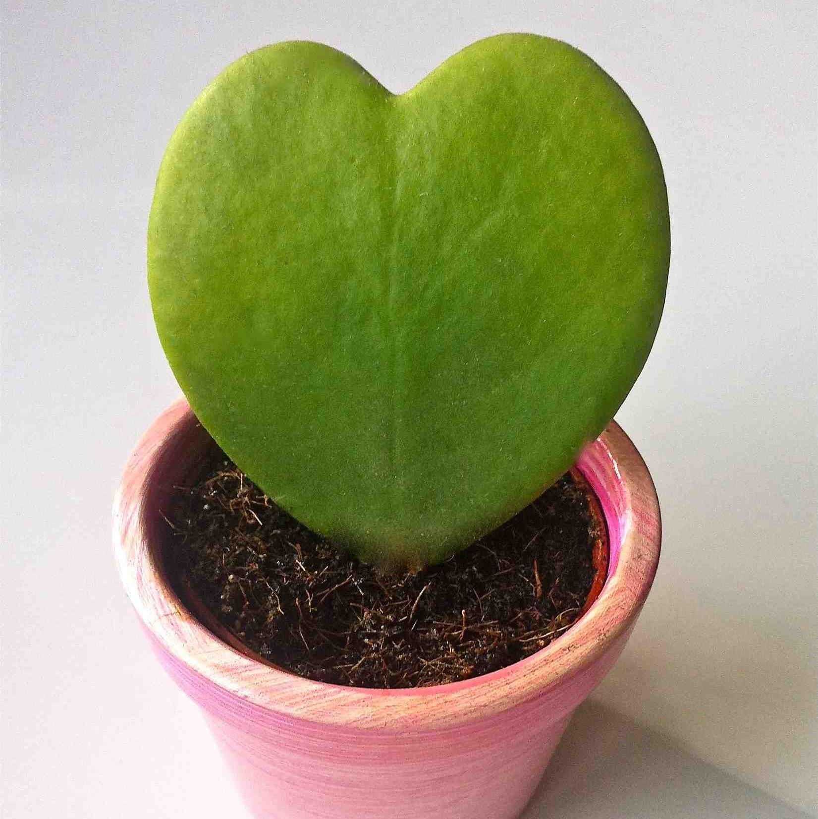 Hoya Kerrii - View 29 from www redcrocus com