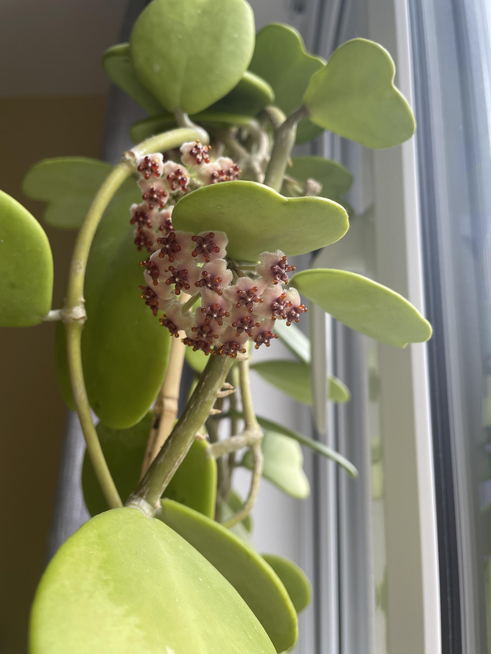 Hoya Kerrii - View 2 from www redcrocus com