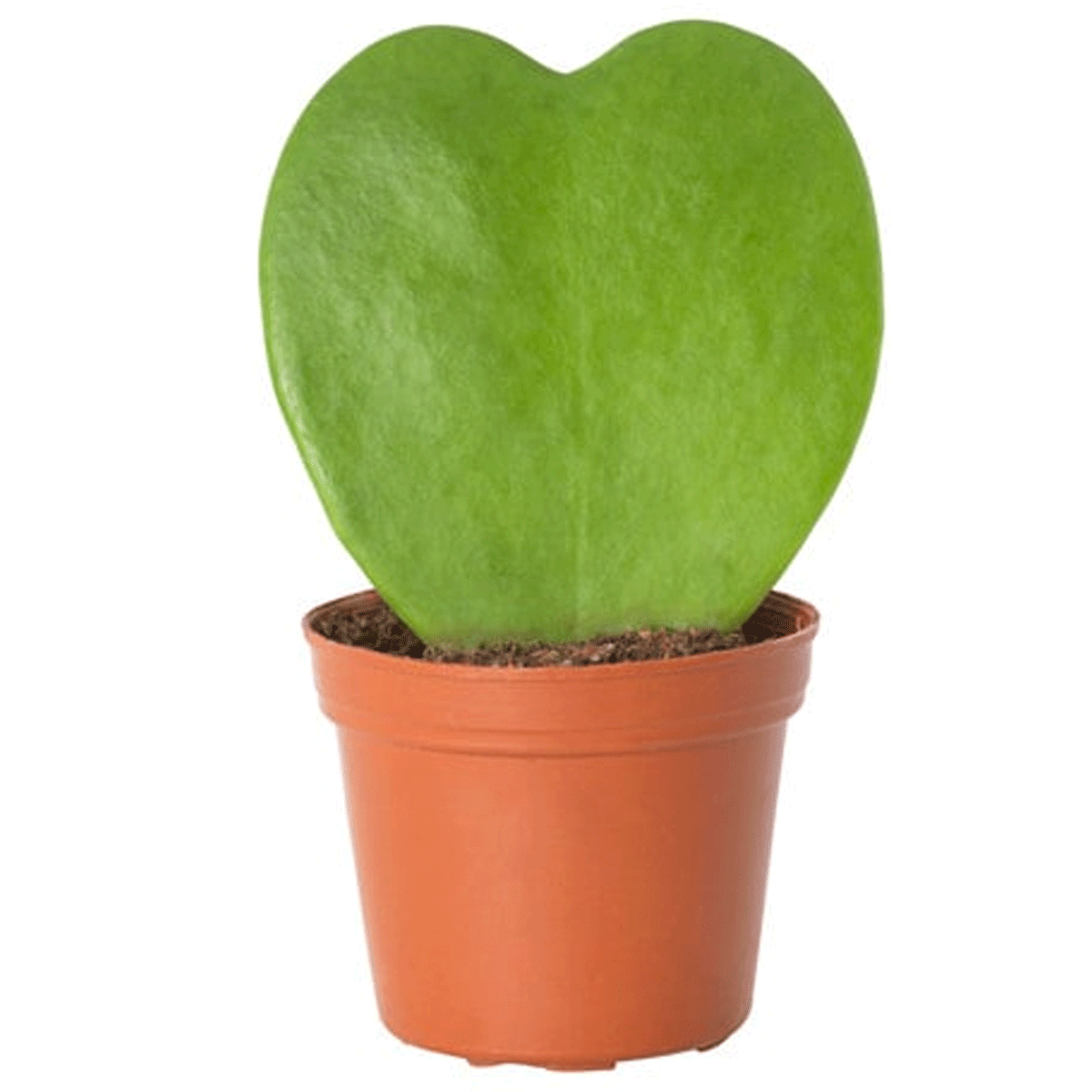 Hoya Kerrii - View 30 from www redcrocus com