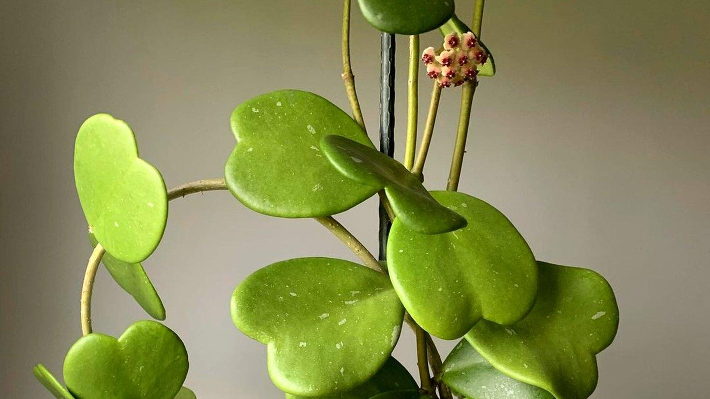 Hoya Kerrii - View 31 from www redcrocus com