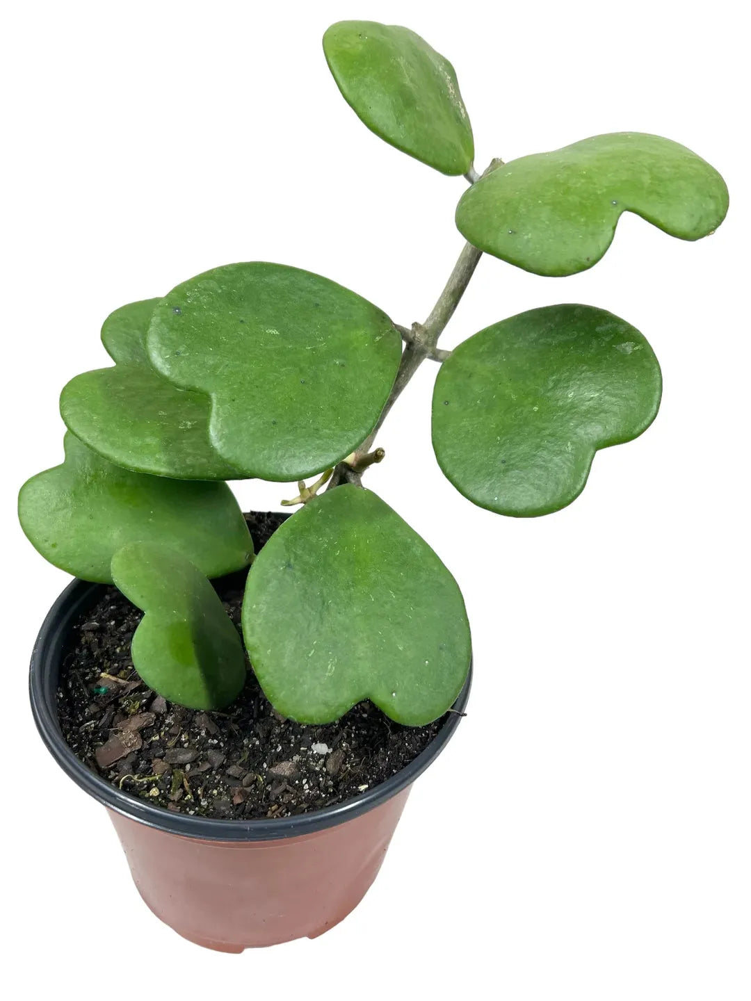 Hoya Kerrii - View 8 from www redcrocus com