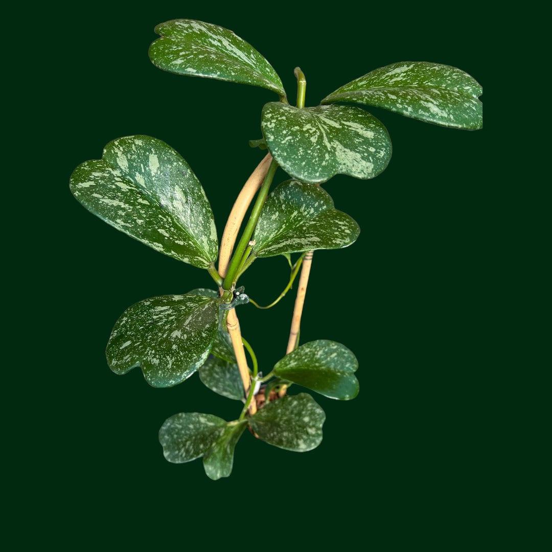 Hoya Kerrii - View 9 from www redcrocus com
