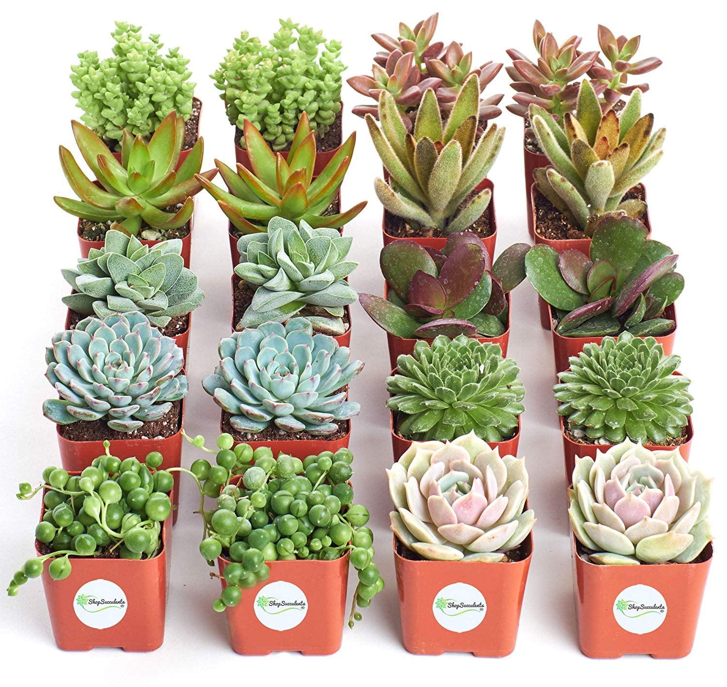 Succulent Assorted - View 10 from www redcrocus com