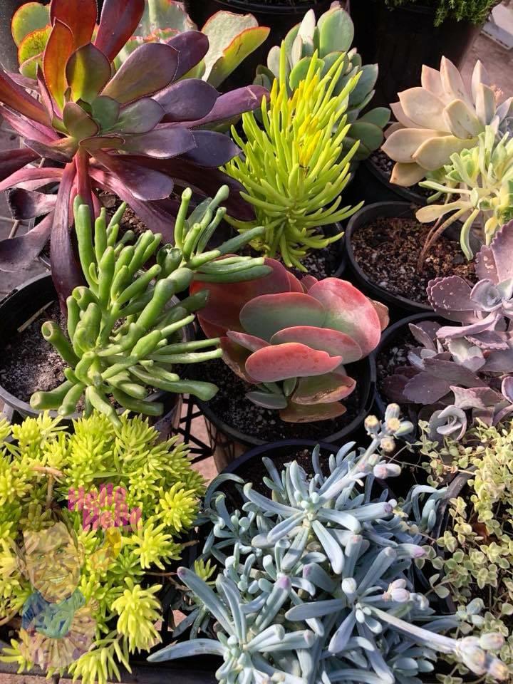 Succulent Assorted - View 13 from www redcrocus com