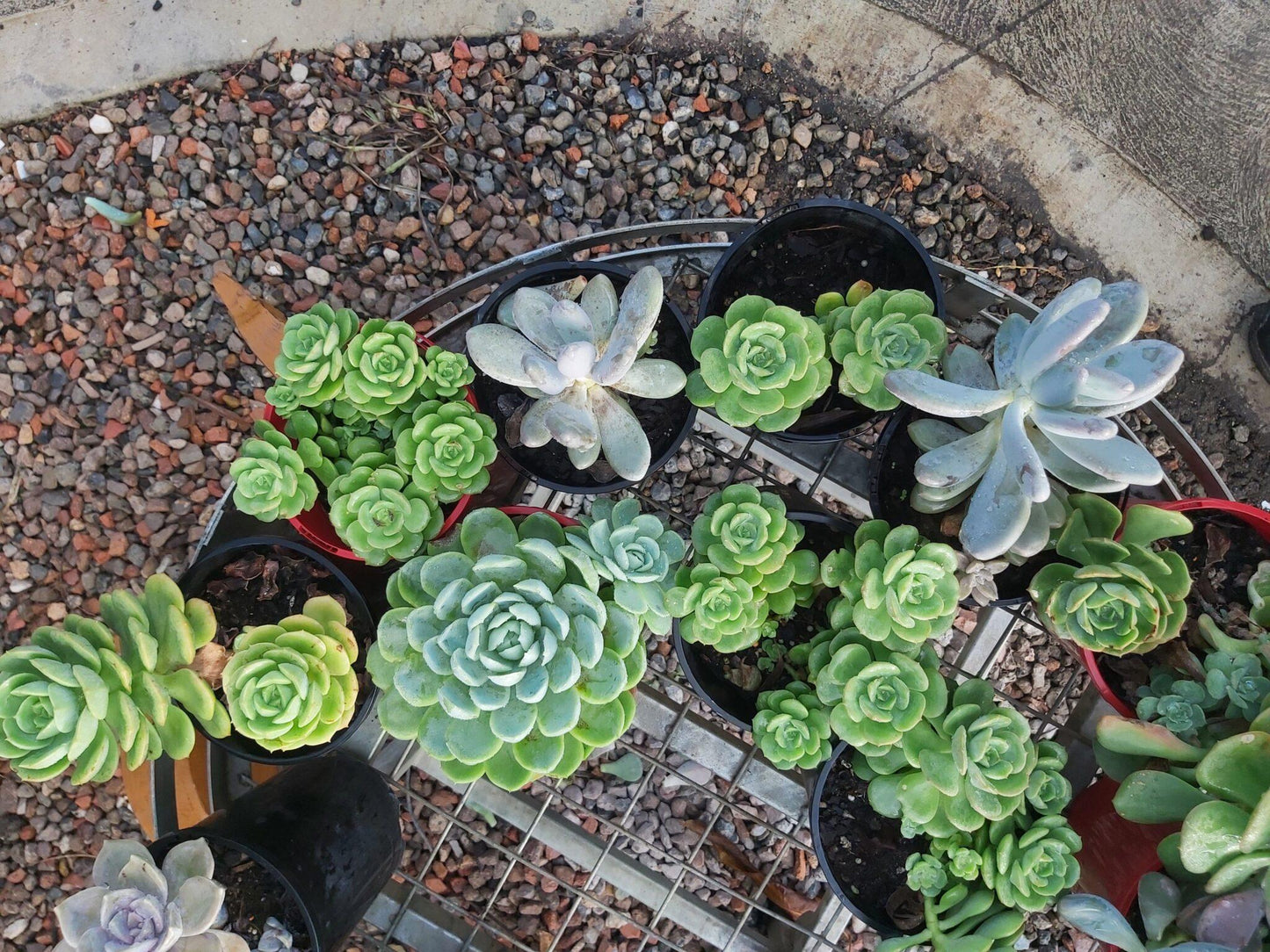 Succulent Assorted - View 15 from www redcrocus com