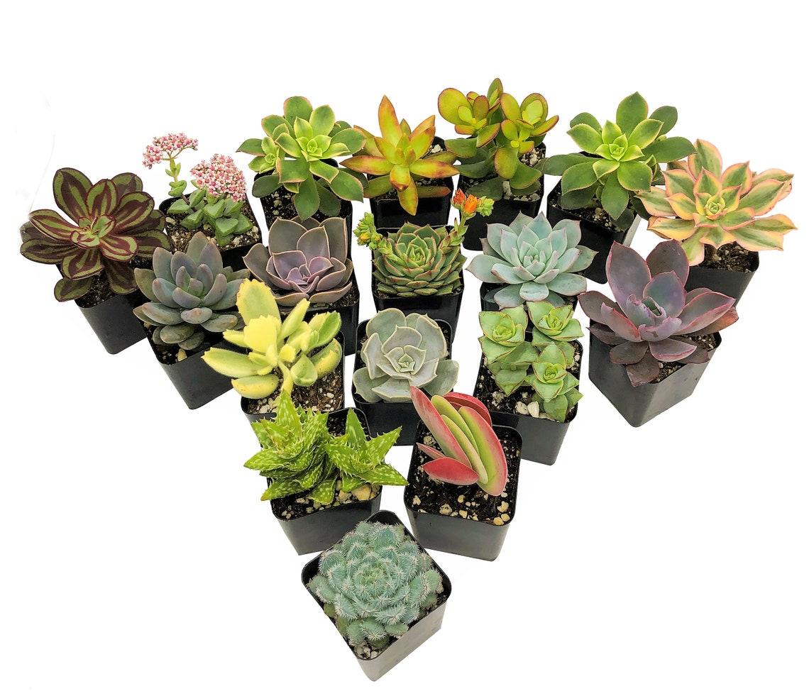 Succulent Assorted - View 20 from www redcrocus com