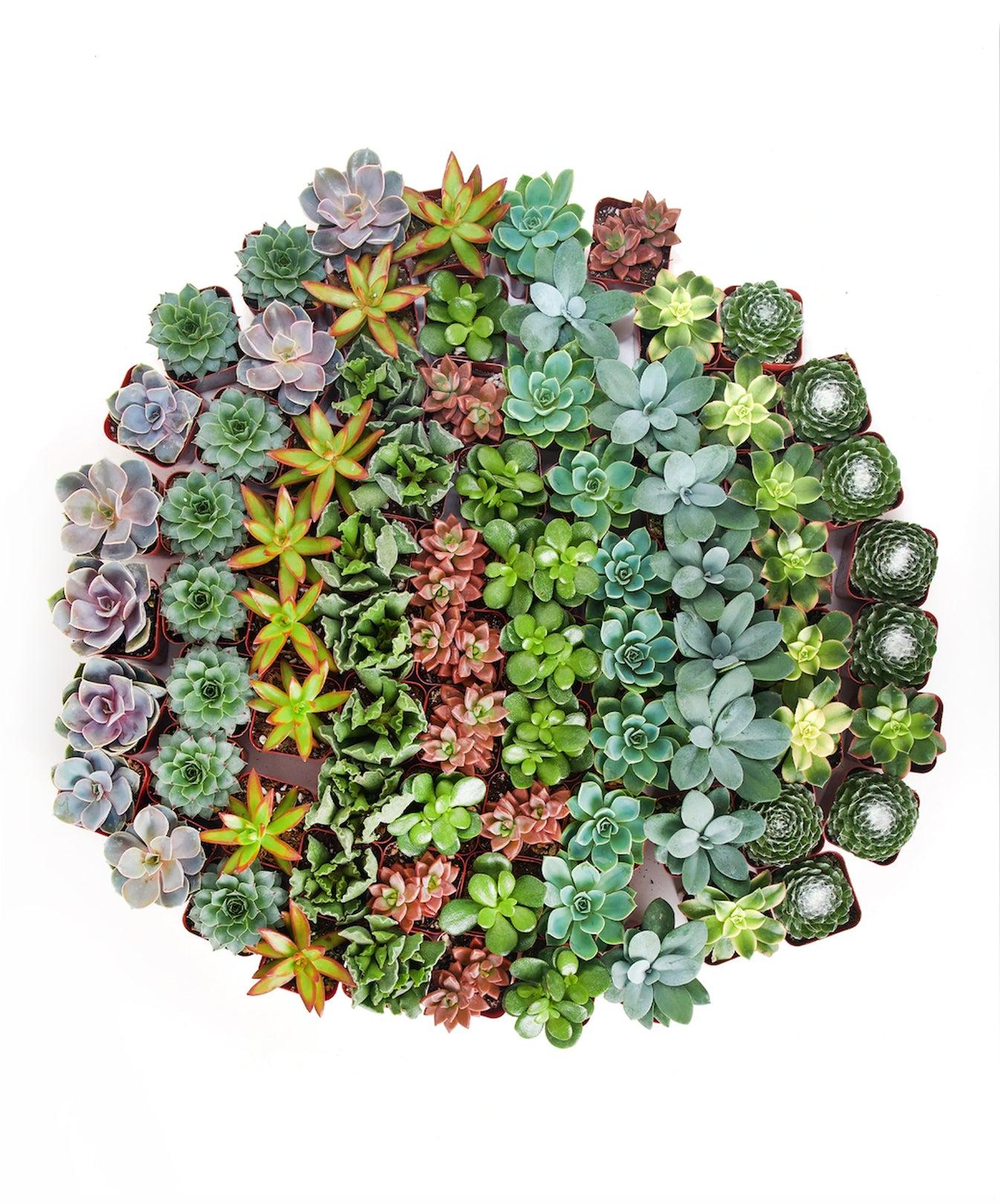 Succulent Assorted - View 6 from www redcrocus com