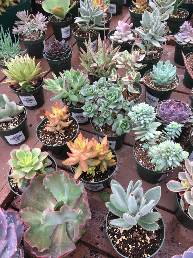 Succulent Assorted - View 7 from www redcrocus com