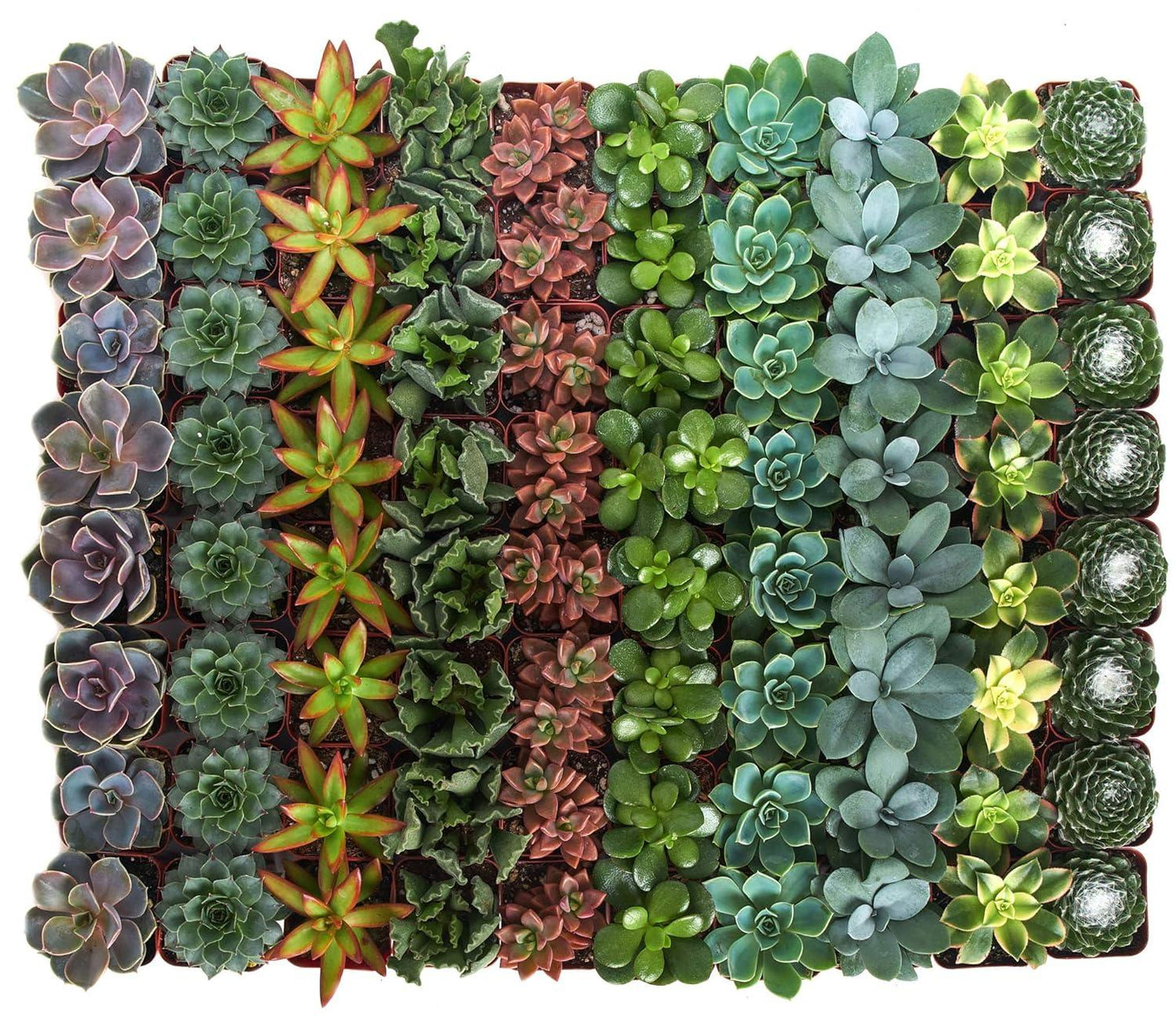 Succulent Assorted - View 9 from www redcrocus com