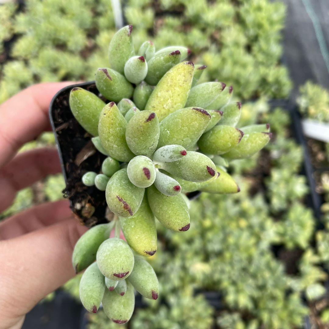 Cotyledon Assorted - View 11 from www redcrocus com